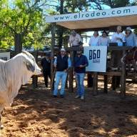 El Brahman de Corral 2025 tuvo genética de alto nivel y excelentes negocios