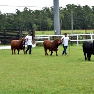 Eligen a los primeros campeones de la Expo Guairá 2025