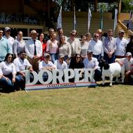 La Dorper brilló en su Nacional con más de 300 ejemplares de alta genética