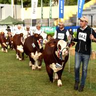 La Braford exhibirá a sus mejores ejemplares de campo y de bozal