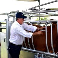 La industria uruguaya no ve beneficios de levantar la vacunación antiaftosa