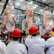 Concurso de Novillos y Toros Gordos Nelore mostró la evolución de la raza