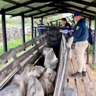 Incautan importante cantidad de bovinos en puesto de la COLCAT-ARP